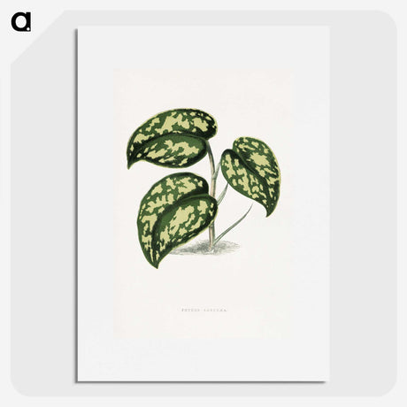 1-53_Plants-with-Colored-Foliage_picture