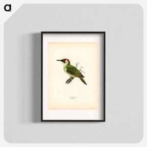 アートポスター-Picus viridis
 - スヴェンスカ フォグラル Poster.