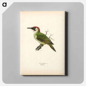 アートパネル-Picus viridis
 - スヴェンスカ フォグラル Canvas.