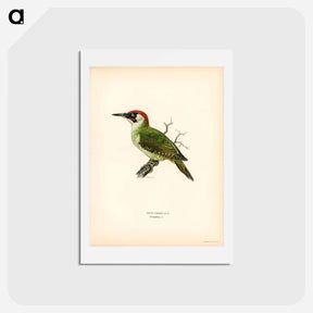 アートポストカード-Picus viridis
 - スヴェンスカ フォグラル Postcard.