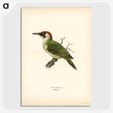 1-53_Svenska-Faglar_picture-crop