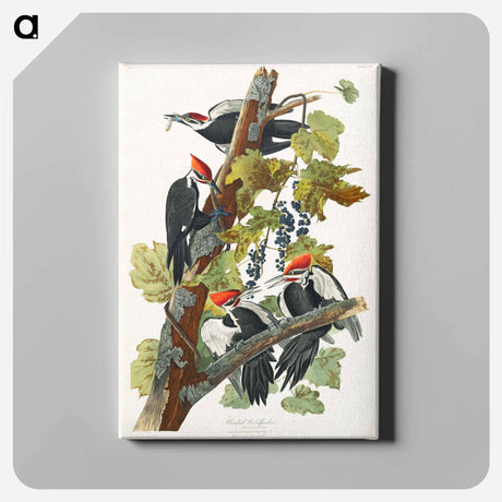 アートパネル-Pileated Woodpecker from Birds of America
 - アメリカの鳥たち Canvas.