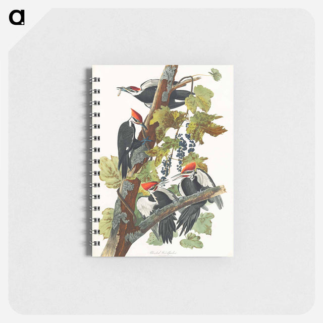 アートメモ帳-Pileated Woodpecker from Birds of America
 - アメリカの鳥たち Memo.