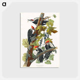 アートポストカード-Pileated Woodpecker from Birds of America
 - アメリカの鳥たち Postcard.