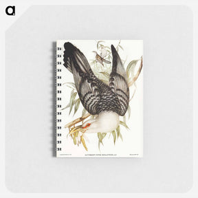 アートメモ帳-Channel-billed Cuckoo
 - オーストラリアの鳥 Memo.