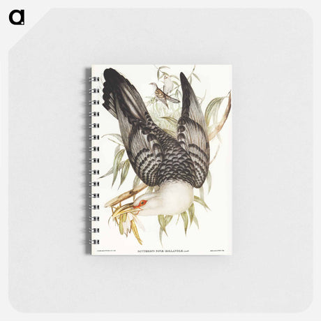 アートメモ帳-Channel-billed Cuckoo
 - オーストラリアの鳥 Memo.