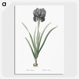 1-53_The-Lilies_picture-crop