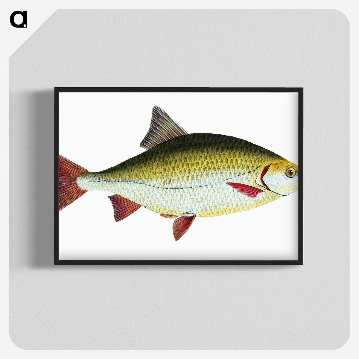 1-53_The-Natural-History-of-British-Fishes_blk-crop