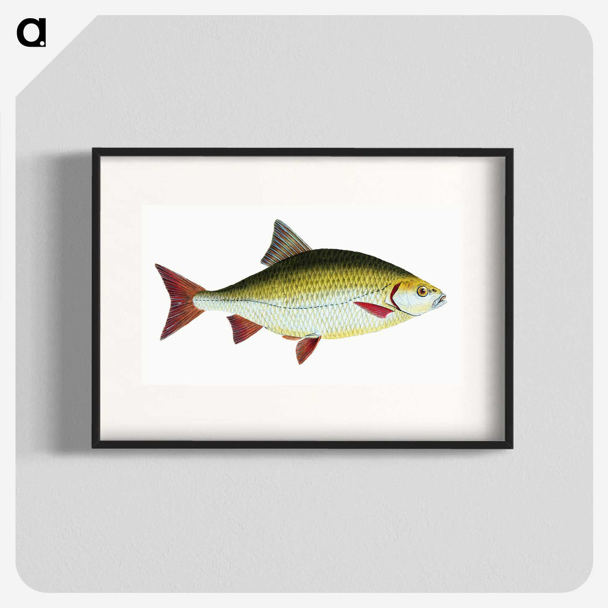 1-53_The-Natural-History-of-British-Fishes_blk