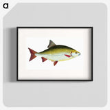 1-53_The-Natural-History-of-British-Fishes_blk