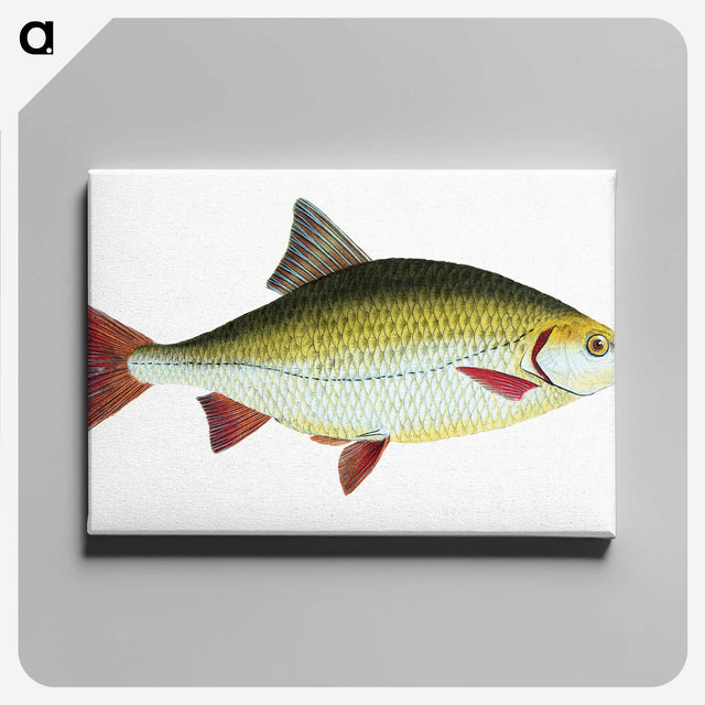 1-53_The-Natural-History-of-British-Fishes_canvas