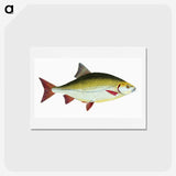 1-53_The-Natural-History-of-British-Fishes_hagaki