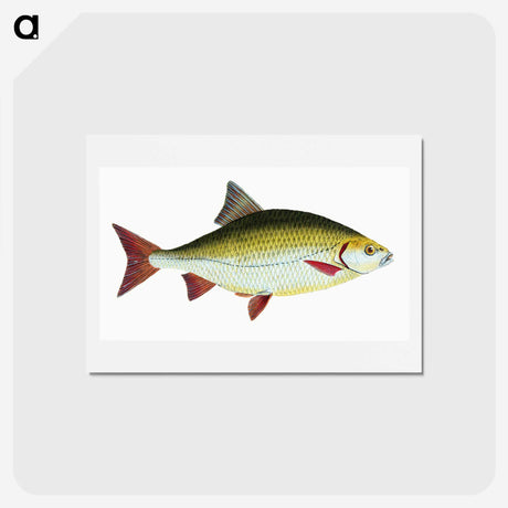 1-53_The-Natural-History-of-British-Fishes_hagaki