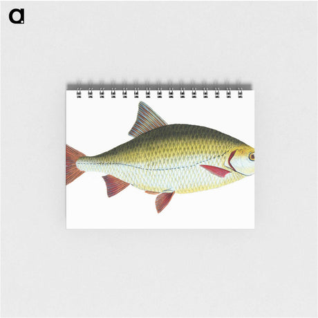 1-53_The-Natural-History-of-British-Fishes_memo