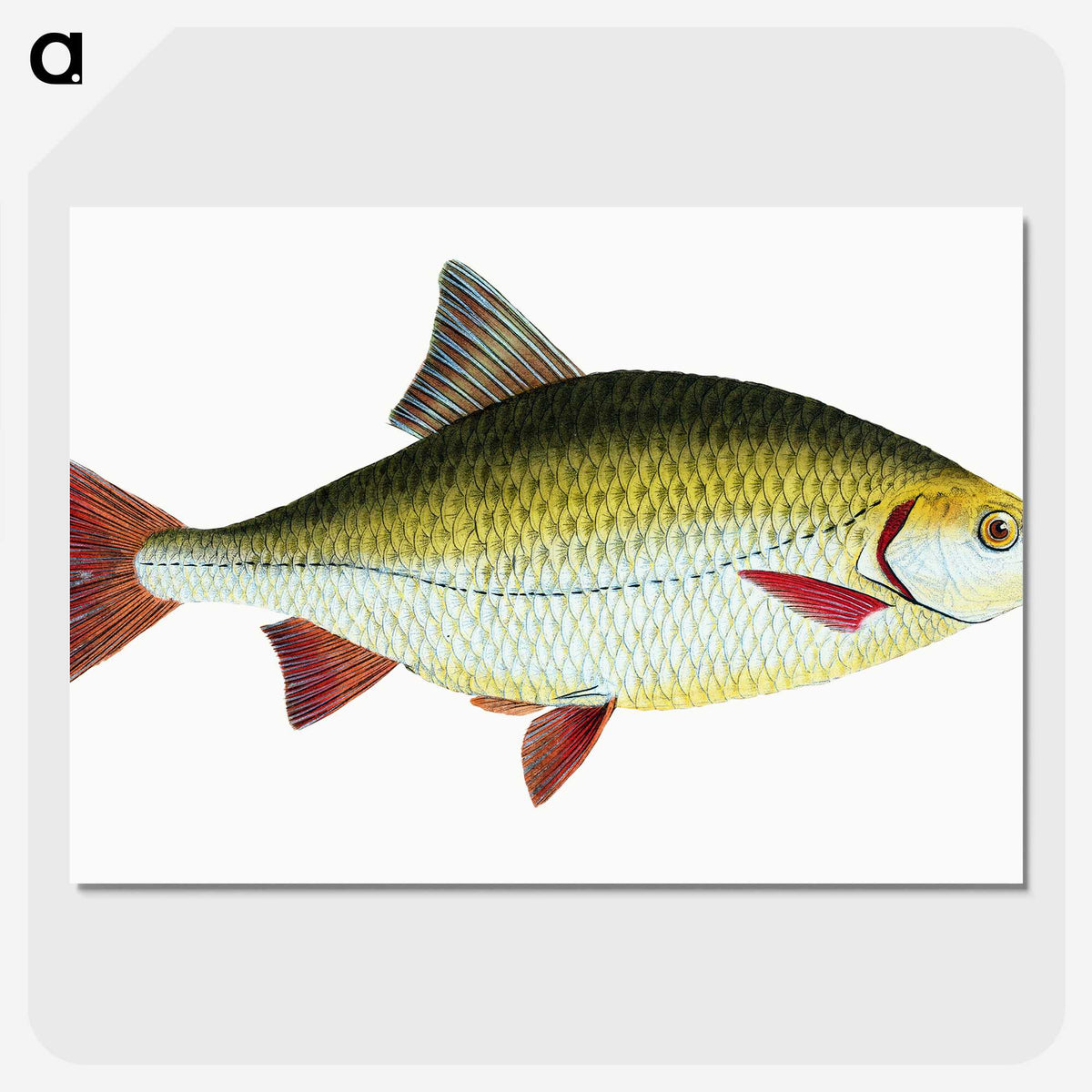 1-53_The-Natural-History-of-British-Fishes_picture-crop