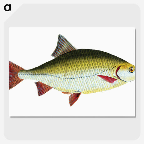 1-53_The-Natural-History-of-British-Fishes_picture-crop