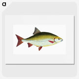 1-53_The-Natural-History-of-British-Fishes_picture