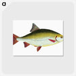 1-53_The-Natural-History-of-British-Fishes_postcard