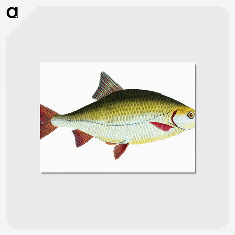 1-53_The-Natural-History-of-British-Fishes_postcard