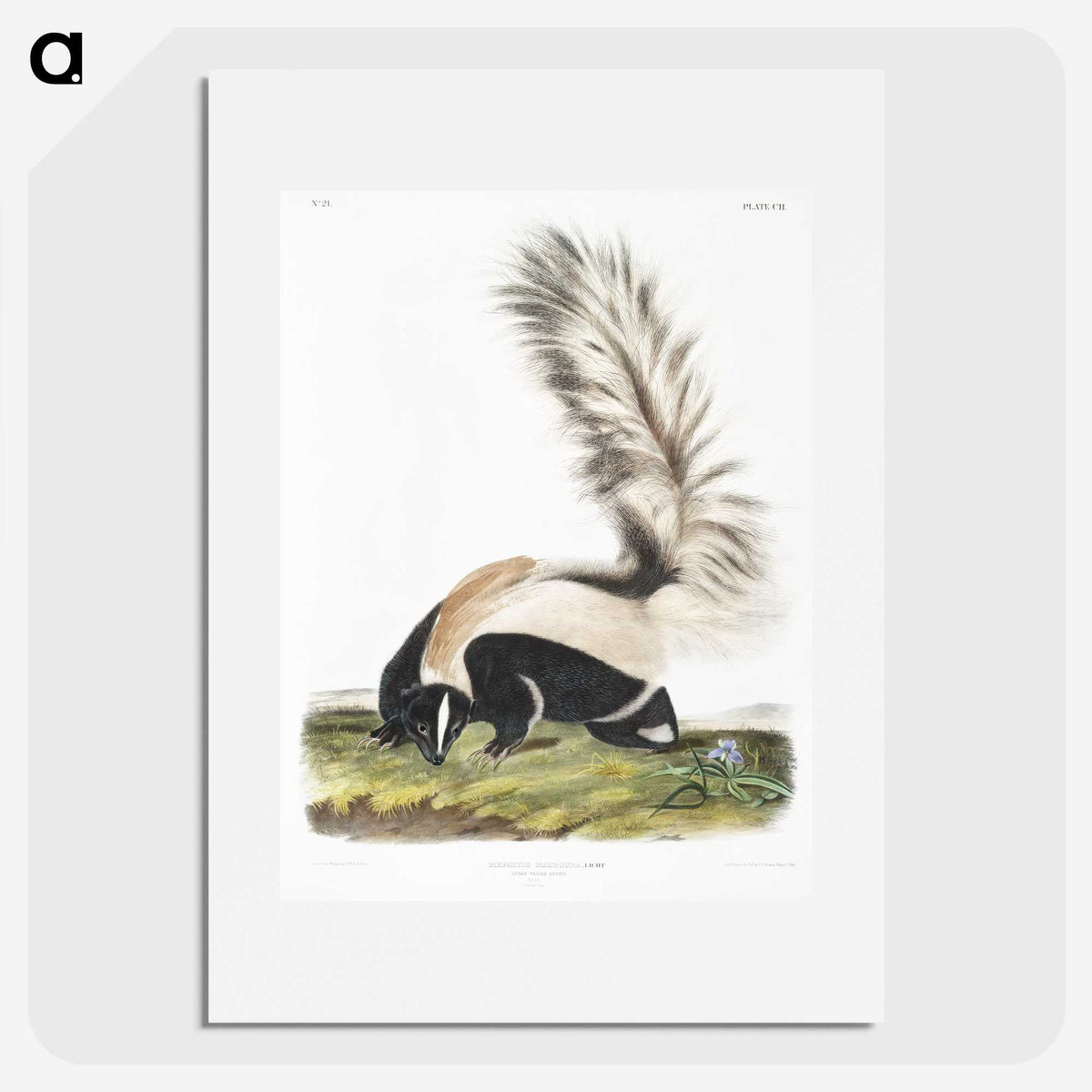 1-53_The-Viviparous-Quadrupeds_picture