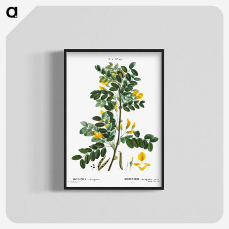 1-53_Treatise-on-Trees-and-Shrubs_blk-crop