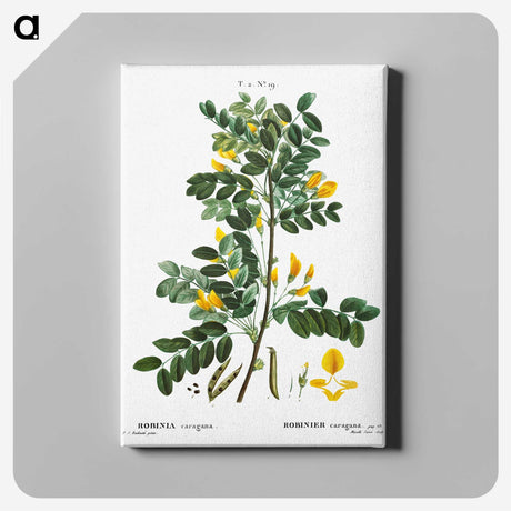 1-53_Treatise-on-Trees-and-Shrubs_canvas