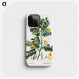 1-53_Treatise-on-Trees-and-Shrubs_phone