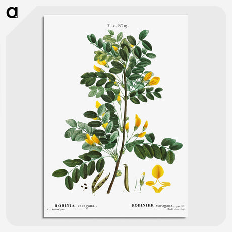 1-53_Treatise-on-Trees-and-Shrubs_picture-crop