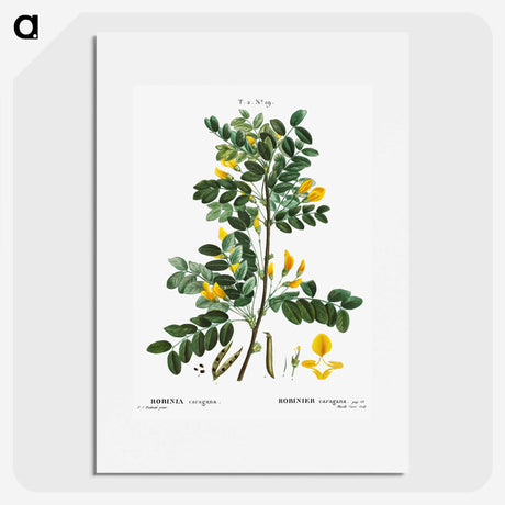 1-53_Treatise-on-Trees-and-Shrubs_picture