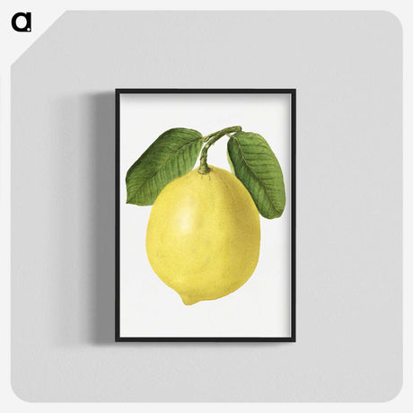 1-53_USDA-Watercolor-Fruit-Painting-Collection_blk-crop