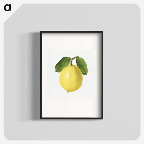 1-53_USDA-Watercolor-Fruit-Painting-Collection_blk