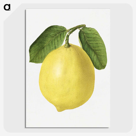1-53_USDA-Watercolor-Fruit-Painting-Collection_picture-crop