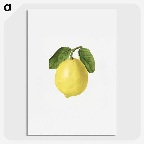 1-53_USDA-Watercolor-Fruit-Painting-Collection_picture
