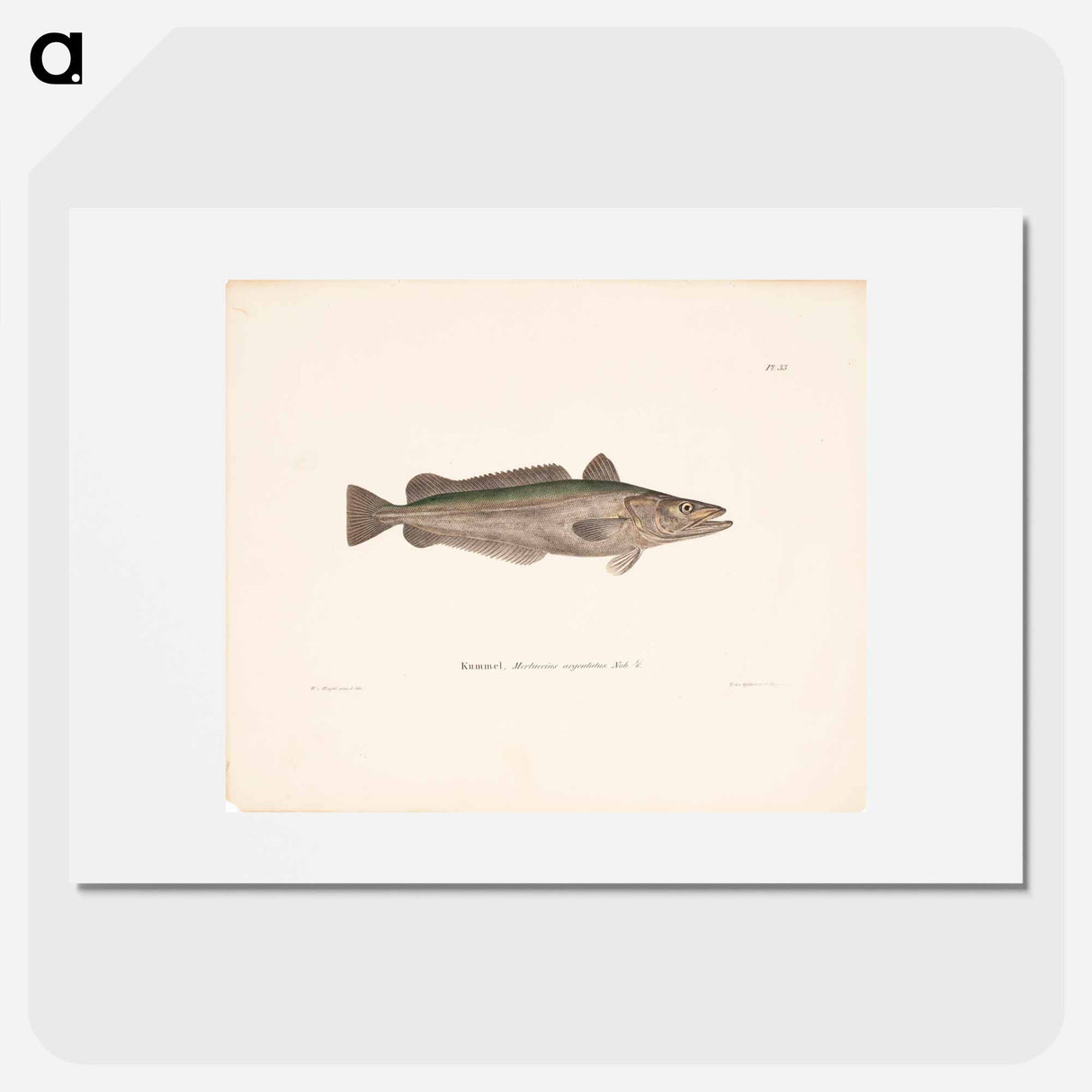 Hake - Wilhelm von Wright Poster.