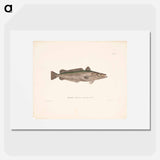 Hake - Wilhelm von Wright Poster.