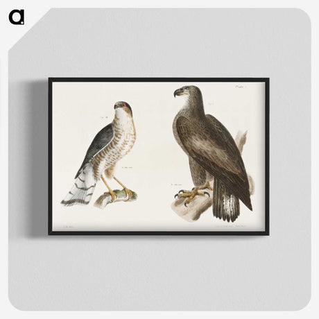 1-53_Zoology-of-New-York_blk-crop