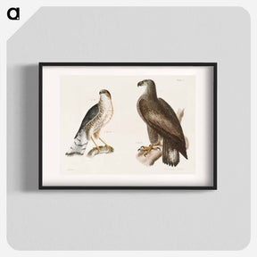 アートポスター-The Bald Eagle, The Slate-colored Hawk - ニューヨークの動物学 Poster.