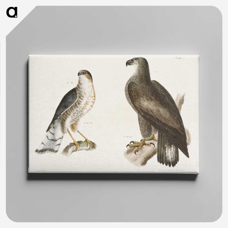 1-53_Zoology-of-New-York_canvas