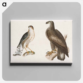 アートパネル-The Bald Eagle, The Slate-colored Hawk - ニューヨークの動物学 Canvas.