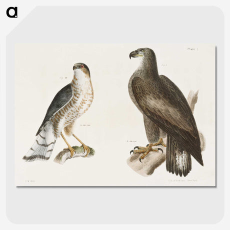 1-53_Zoology-of-New-York_picture-crop