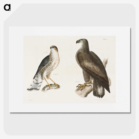 1-53_Zoology-of-New-York_picture