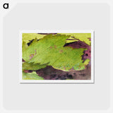 アートポストカード-Heterocampa Biundata - アボット ハンダーソン セイヤー Postcard.