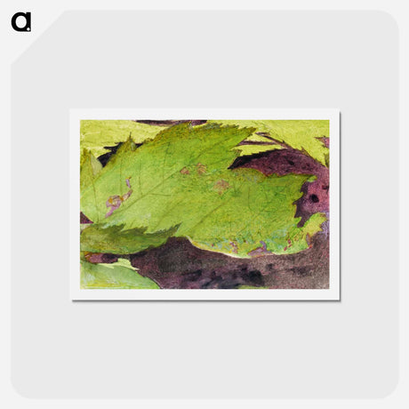 アートポストカード-Heterocampa Biundata - アボット ハンダーソン セイヤー Postcard.