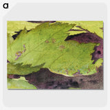 1-54_Abbott-Handerson-Thayer_picture-crop