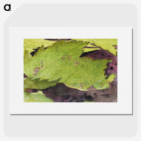 1-54_Abbott-Handerson-Thayer_picture