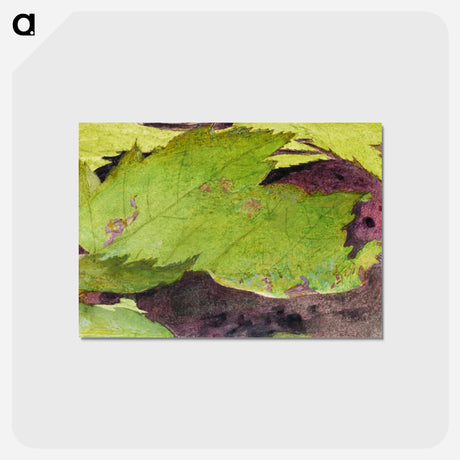 アートポストカード-Heterocampa Biundata - アボット ハンダーソン セイヤー Postcard.