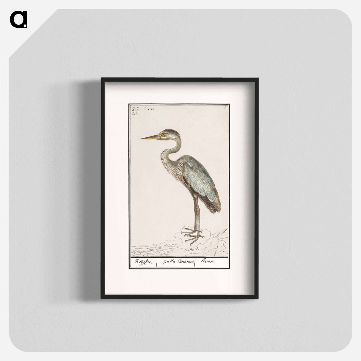 Great Blue Heron - アンセルムス ボエティウス デ ブート Poster.