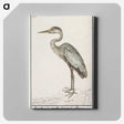 1-54_Anselmus-Boetius-de-Boodt_canvas
