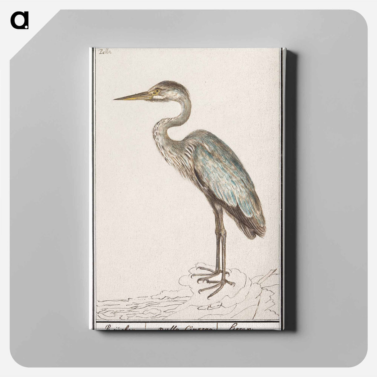 Great Blue Heron - アンセルムス ボエティウス デ ブート Canvas.