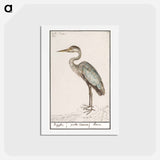アートポストカード-Great Blue Heron - アンセルムス ボエティウス デ ブート Postcard.